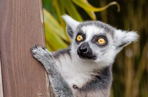 Bild Lemur